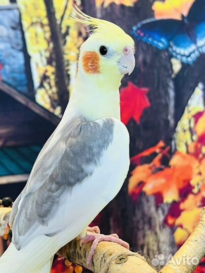 Попугаи корелла