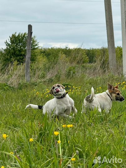 Отдам бесплатно щенки