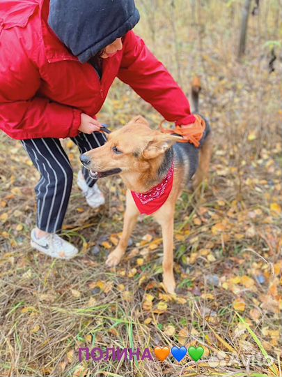 Собака бесплатно