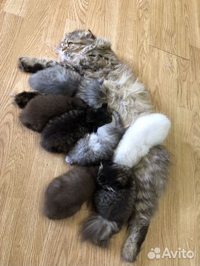 Шотландские котята