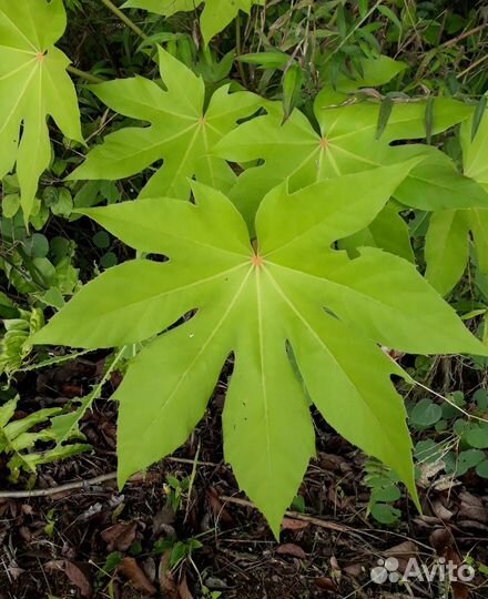 Семена экзотических морозостойких деревьев