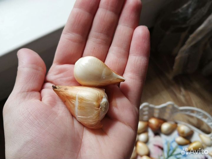 Луковицы тюльпанов