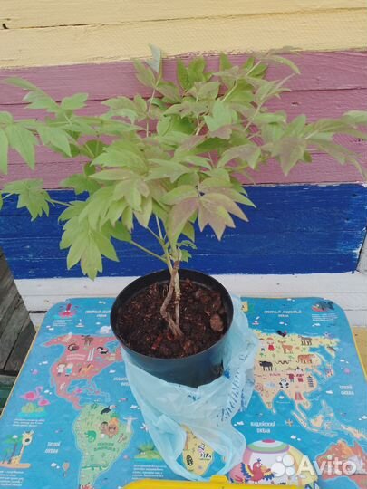 Древовидные пионы в ассортименте