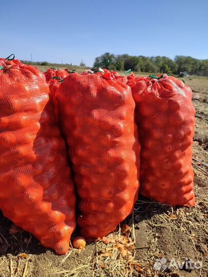 Лук репчатый оптом