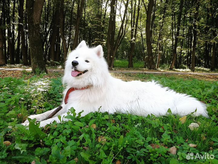 Самоед ищет невесту
