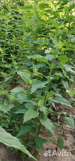 Топинамбур(клубни)(Многолетний)