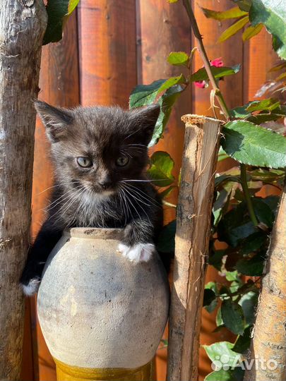 Шотландский котенок