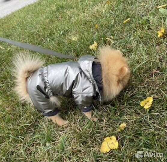 Одежда для маленьких собак