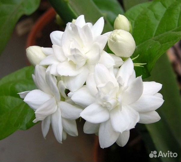 Арабский рыцарь