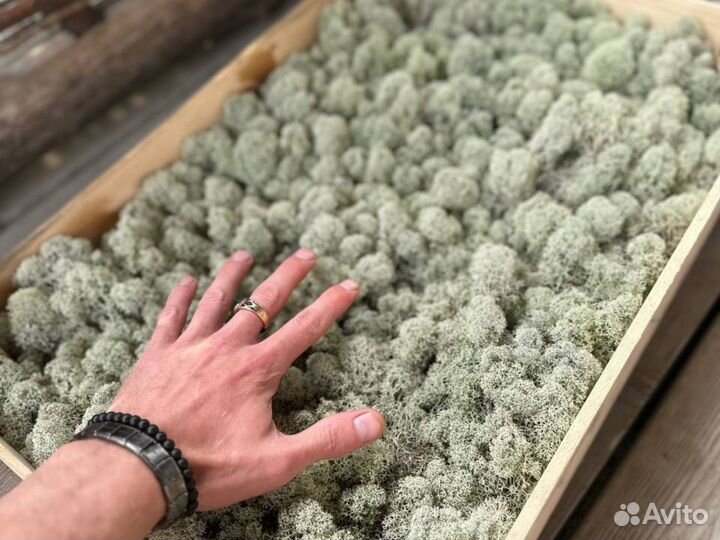 Мох Ягель живой