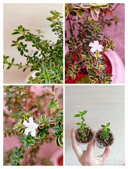 Серисса Фудзии и Тысяча звёзд и др