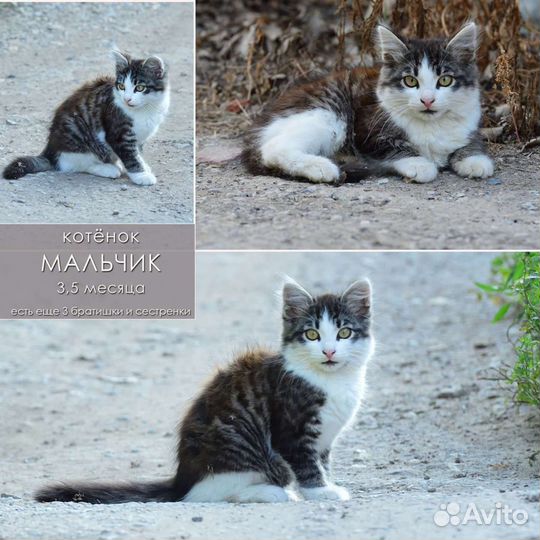 Котенок мальчик