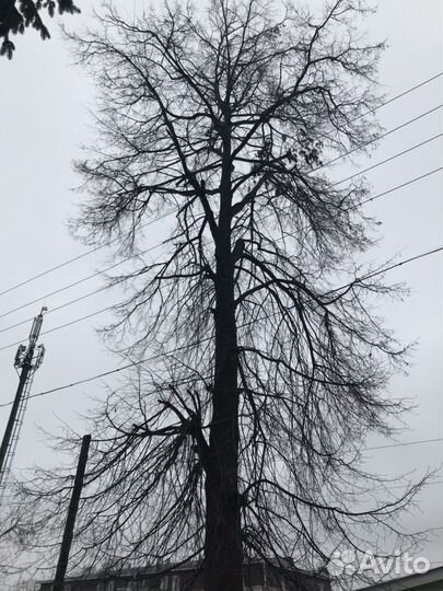 Спил деревьев