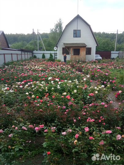 Саженцы роз самовывозом из Домодедодово