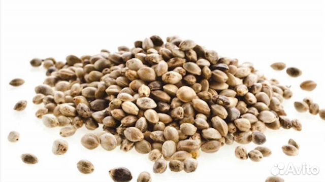 Семена конопли (не наркотической)