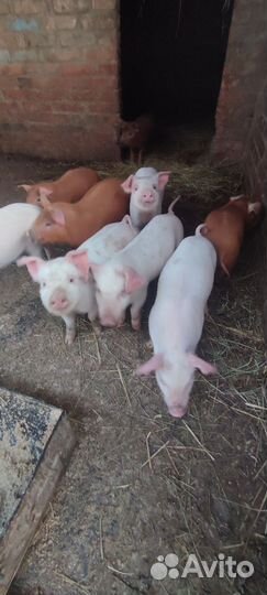 Поросята