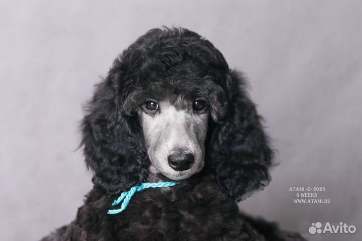 Серые королевские девочки