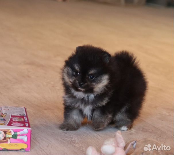 Шпицедетки