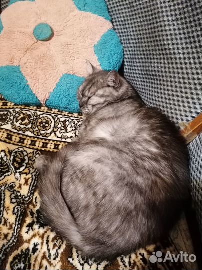 Отдам в добрые руки