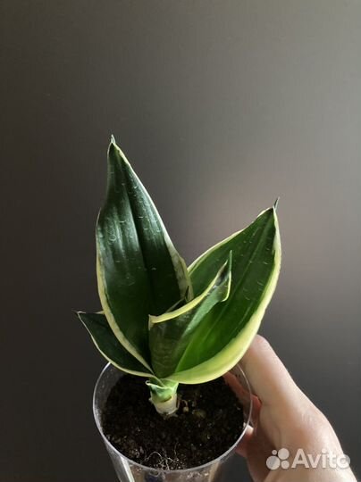 Сансевиерии разных сортов