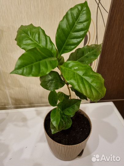 Кофе Арабика, монстера