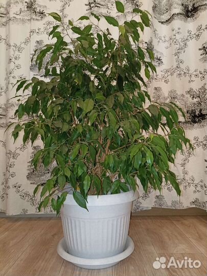 Фикус бенджамина большой пушистый