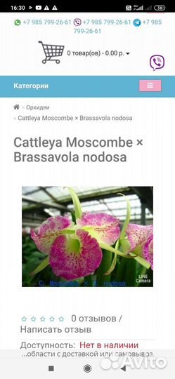 Каттлея брассавола гибрид