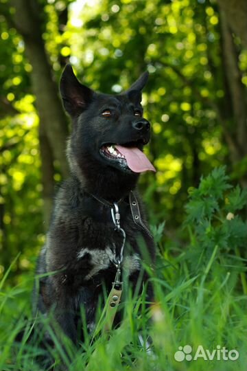 Преданный друг