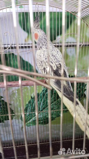 Попугай Корелла птенцы