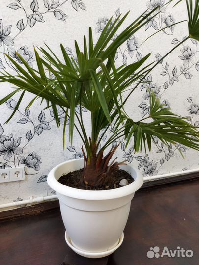 Пальма хамеропс