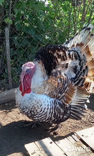 Индюшата домашние