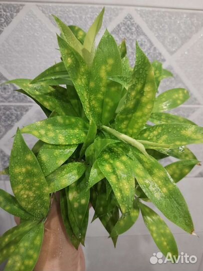 Драцена суркулоза Майк