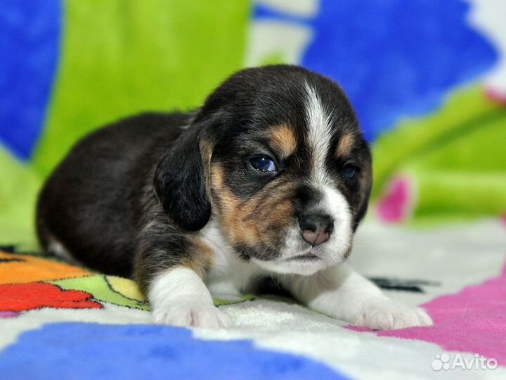 Щенки бигль