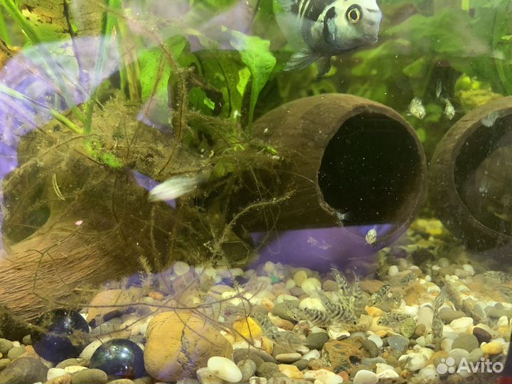 Рыбка сапфировый попугай