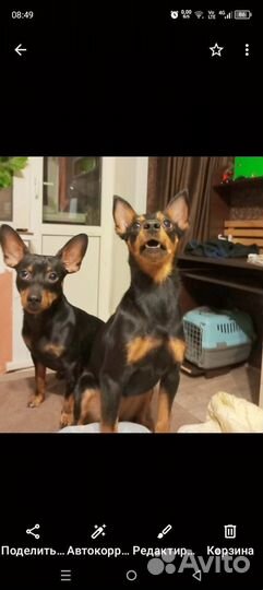 Той-терьер щенки