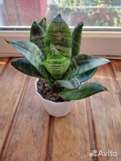 Сансевиерия ханни