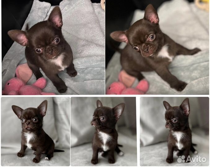 Мальчик чихуахуа. Вязка. РКФ
