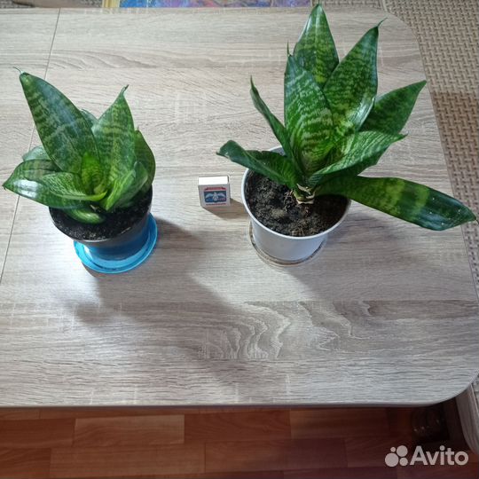 Сансевиерия ханни