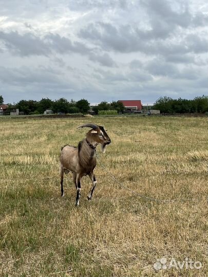 Нубийский козел на племя