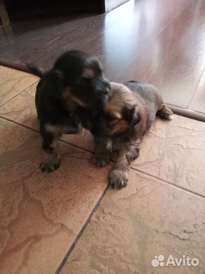 Щеночки мини шитпу