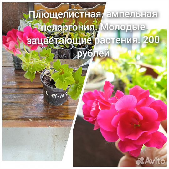 Комнатные растения