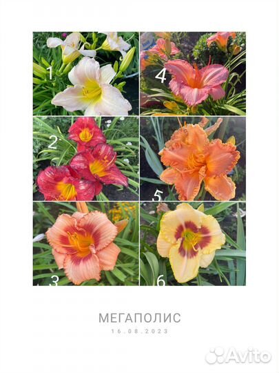 Лилейники сортовые