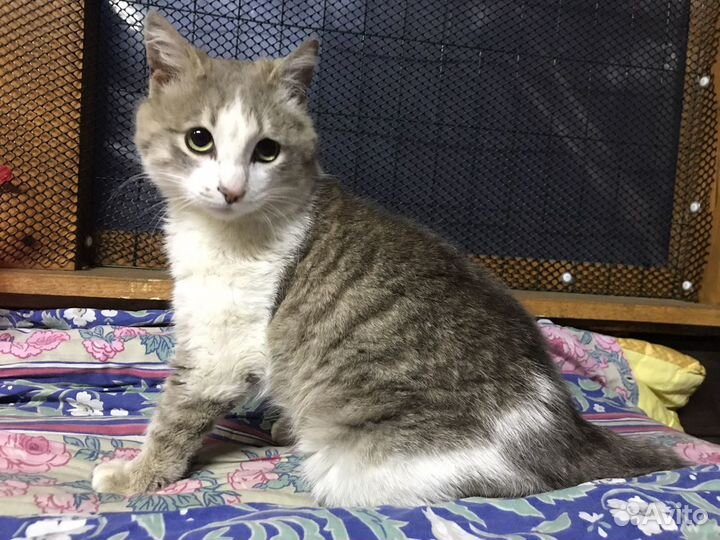 Пашка в поиске дома