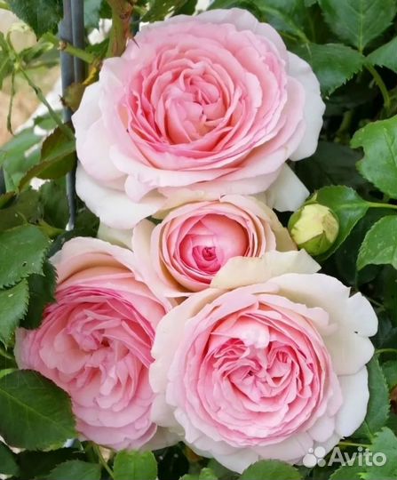 Розы плетистые саженцы