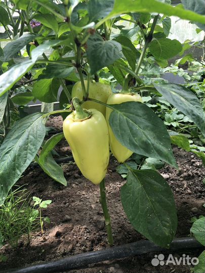 Домашние овощи. Куриные яйца домашние