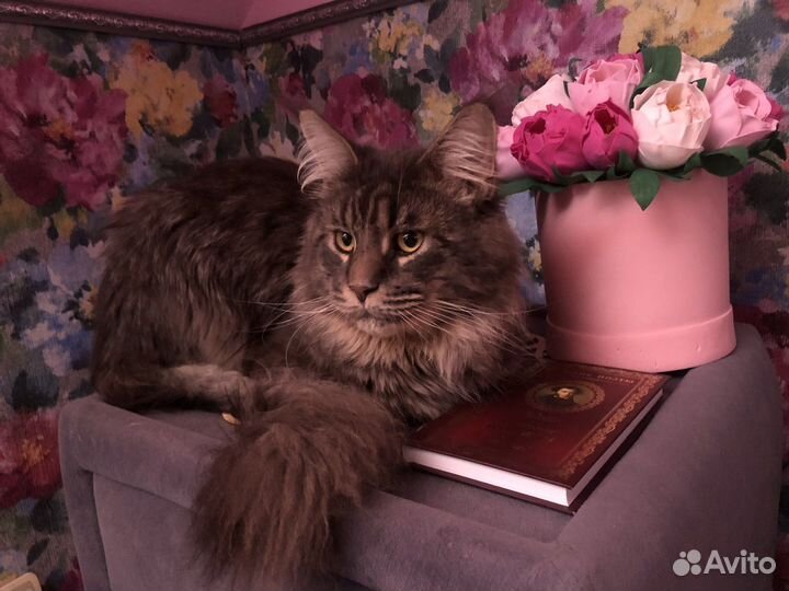 Котята мейн кун