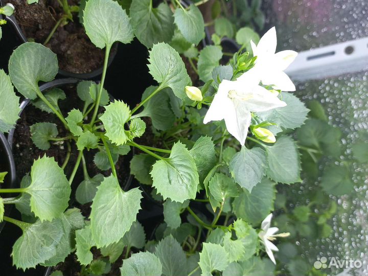 Кампанула невеста