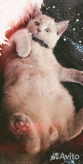 Британский кот вязка