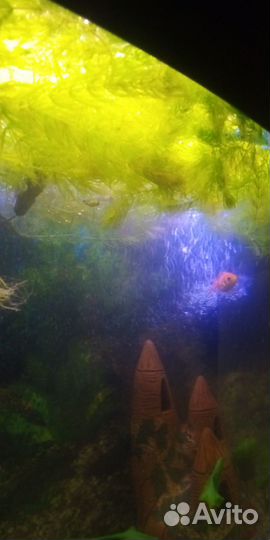 Роголистник в аквариум