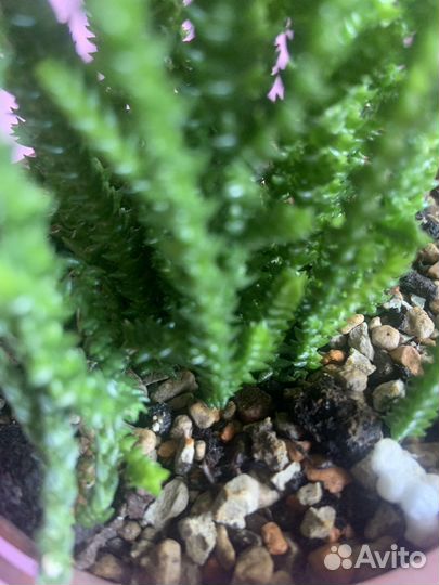 Крассула плауновидная